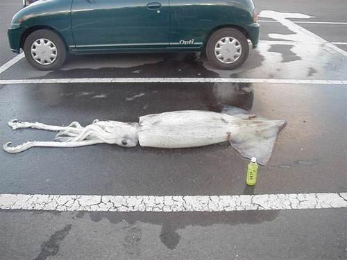 Visual approximation of squid size and purchase location.